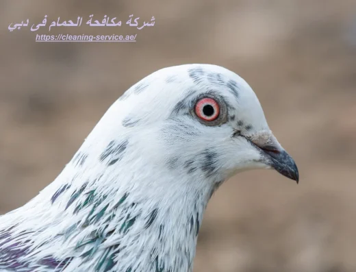 شركة مكافحة الحمام فى دبي – نهر الريان