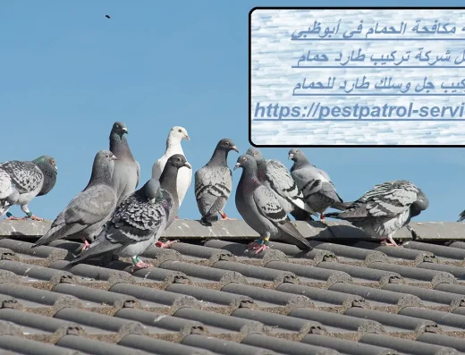 مكافحة الحمام في أبوظبي – الخليج العربي