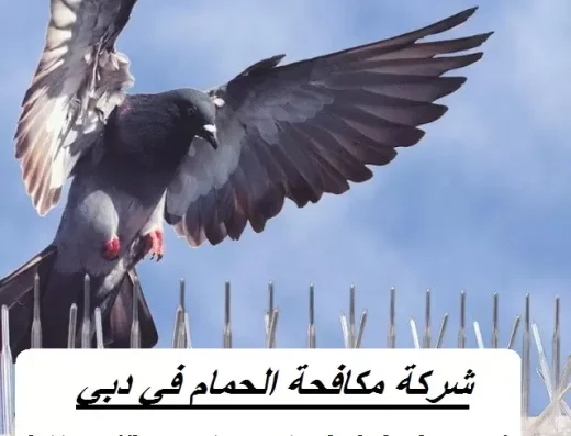 مكافحة الحمام في دبي – وعد الامارات