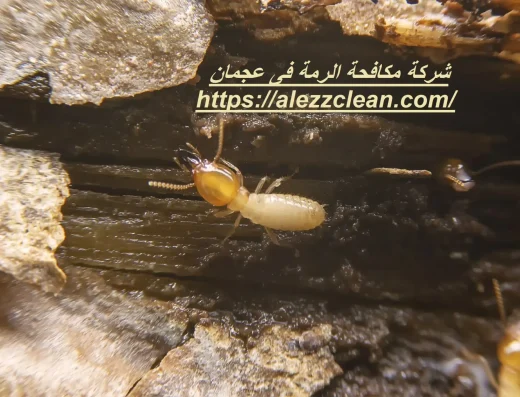 شركة مكافحة الرمة فى عجمان – السهم الذهبى