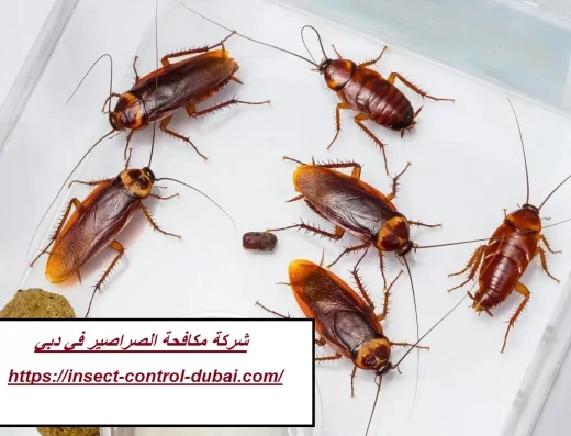 شركة مكافحة الصراصير في دبي – وعد الامارات