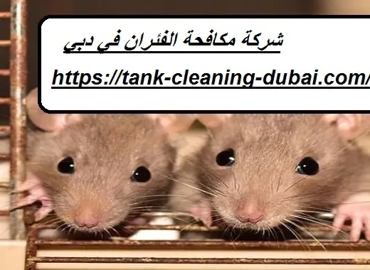 مكافحة الفئران في دبي – وعد الخليج