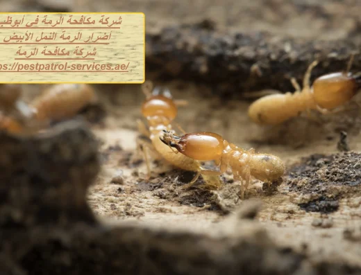 مكافحة الرمة في أبوظبي – الخليج العربي