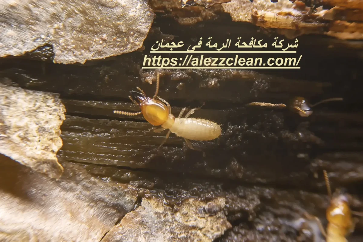 شركة مكافحة الرمة فى عجمان – السهم الذهبى