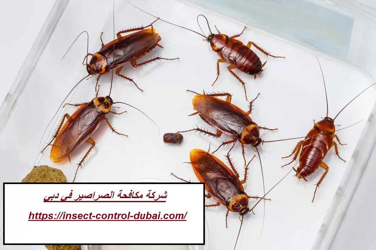 شركة مكافحة الصراصير في دبي – وعد الامارات