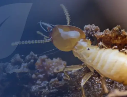 مكافحة الرمة في أبوظبي – ريناد